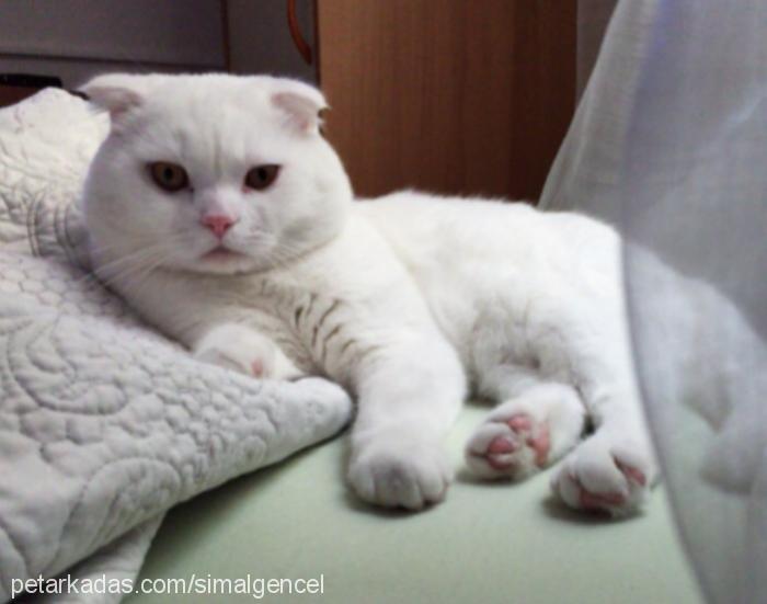 yogi Erkek Scottish Fold