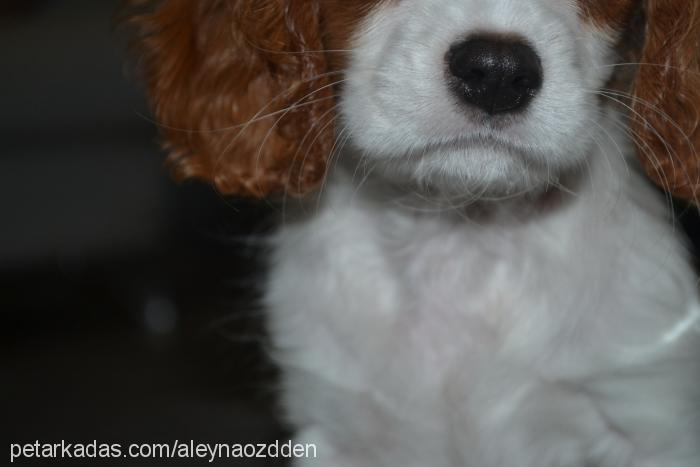 elpis Dişi Cavalier King Charles Spanieli