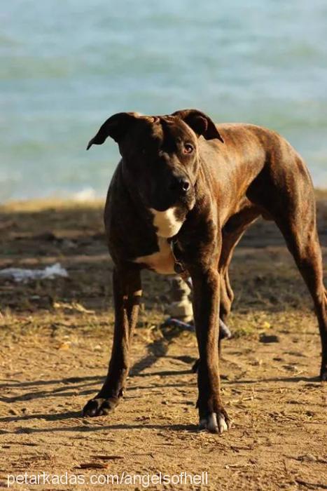 dİmİtrİ Erkek Amerikan Pitbull Terrier