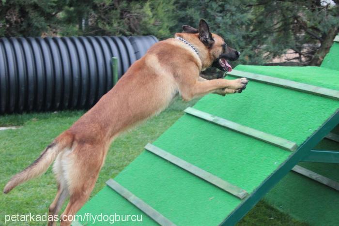 jacky Erkek Belçika Malinois