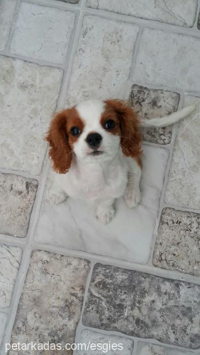 sherlock Erkek Cavalier King Charles Spanieli