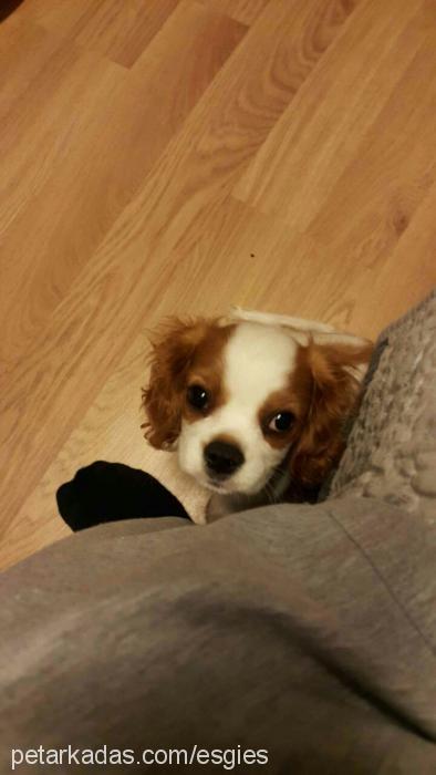 sherlock Erkek Cavalier King Charles Spanieli