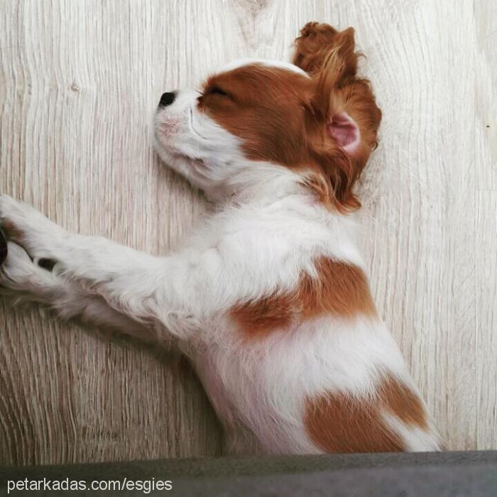 sherlock Erkek Cavalier King Charles Spanieli