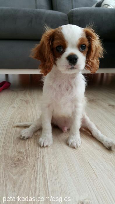 sherlock Erkek Cavalier King Charles Spanieli