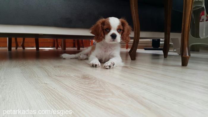 sherlock Erkek Cavalier King Charles Spanieli