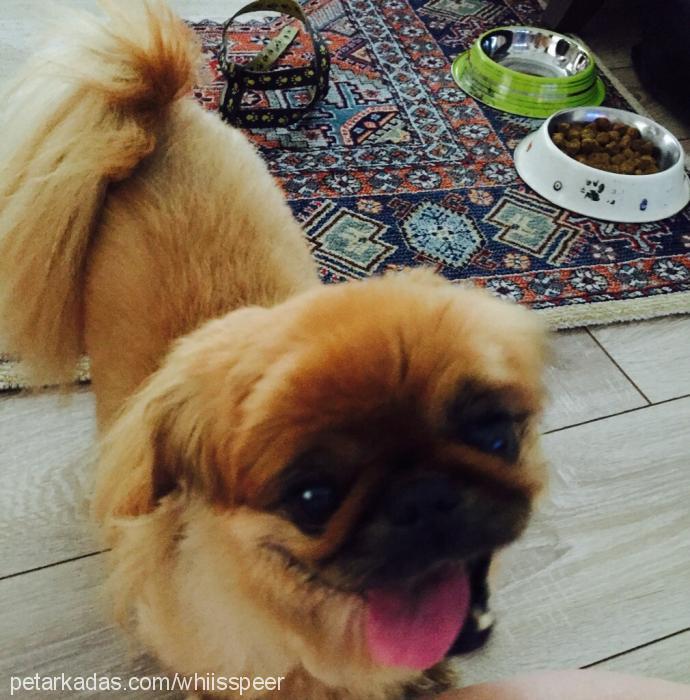 daisy Dişi Pekingese