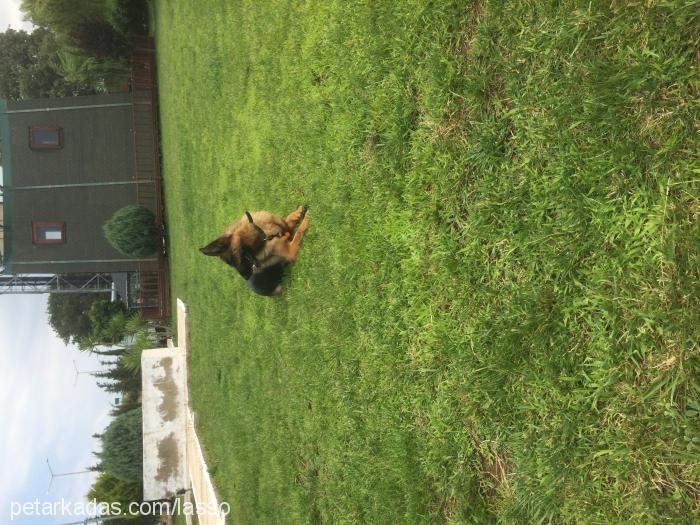 honeyvonünlüosk Dişi Alman Çoban Köpeği