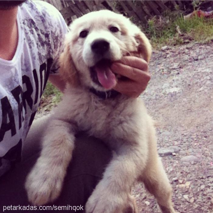 modİ Erkek Golden Retriever