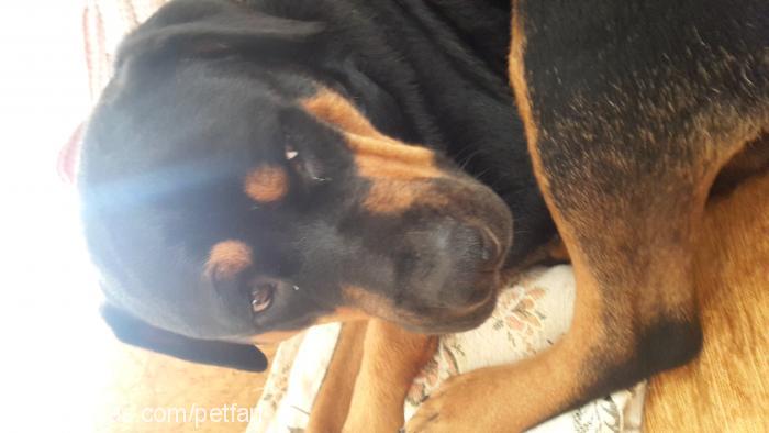 bambam Dişi Rottweiler