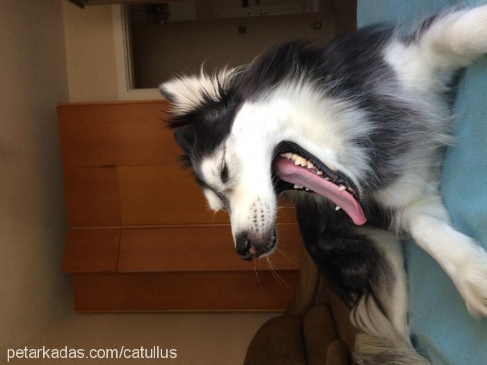 loki Dişi Alaskan Malamute