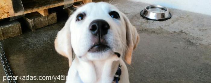 marley Erkek Labrador Retriever