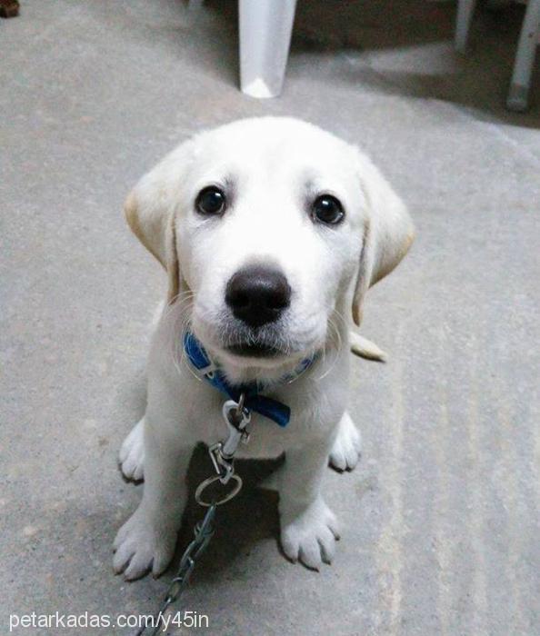 marley Erkek Labrador Retriever