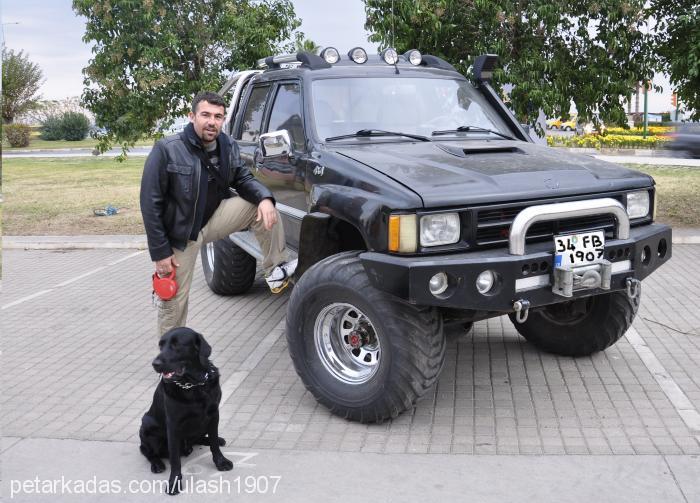 zagor Erkek Labrador Retriever