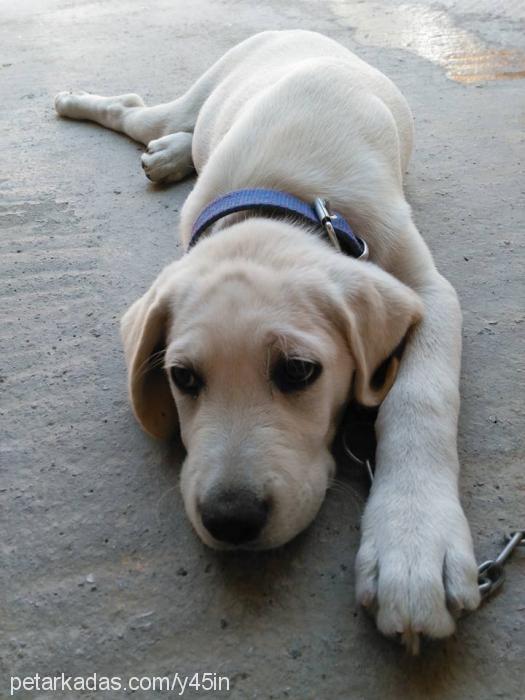 marley Erkek Labrador Retriever