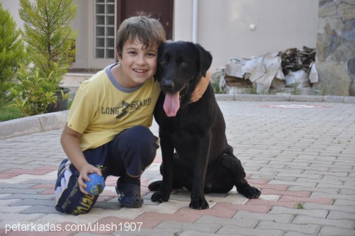 zagor Erkek Labrador Retriever