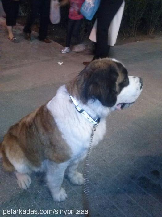 sinyoritaa Dişi St. Bernard (Saint Bernard)