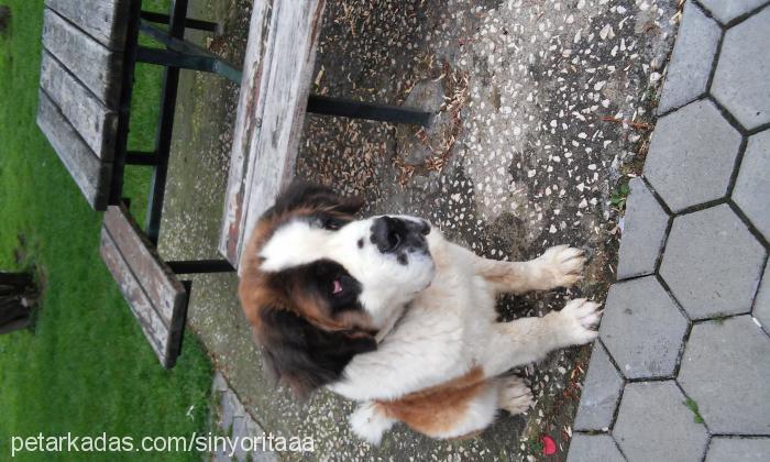 sinyoritaa Dişi St. Bernard (Saint Bernard)