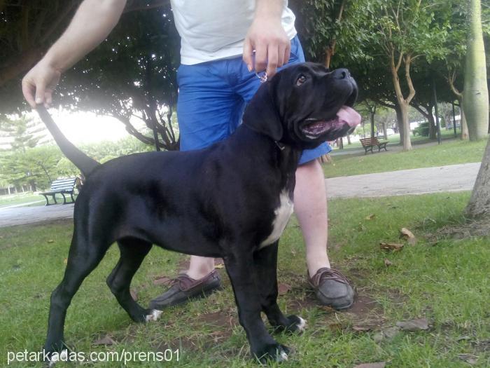 blazeofglory Dişi Cane Corso Italiano