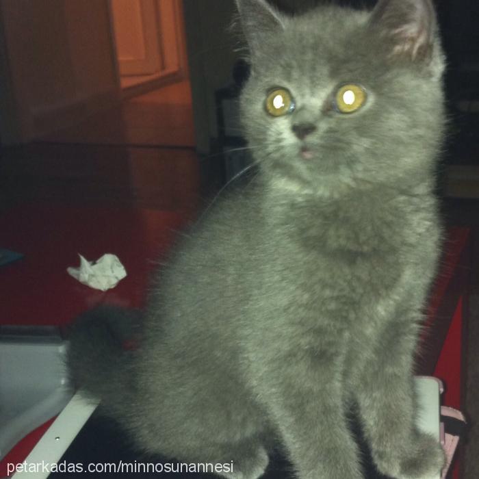 minnos Dişi British Shorthair