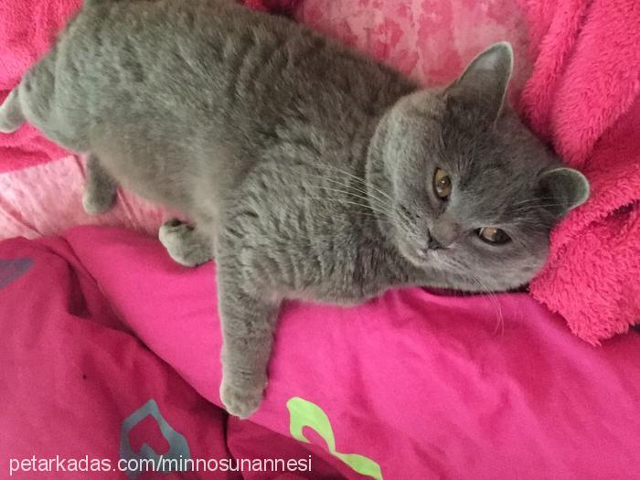 minnos Dişi British Shorthair