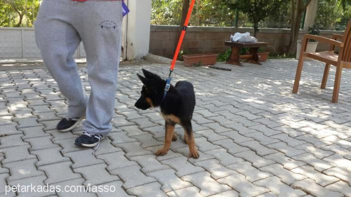 anarchyvontrueb Dişi Alman Çoban Köpeği