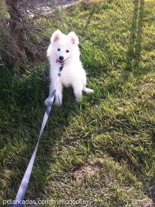 teddy Erkek Samoyed