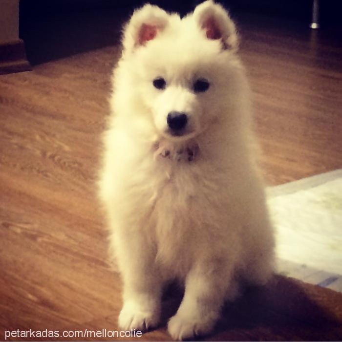 teddy Erkek Samoyed