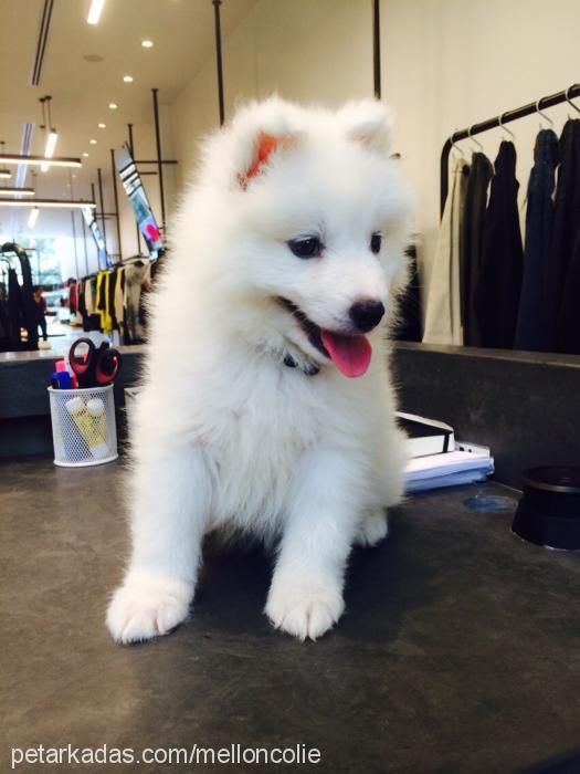 teddy Erkek Samoyed