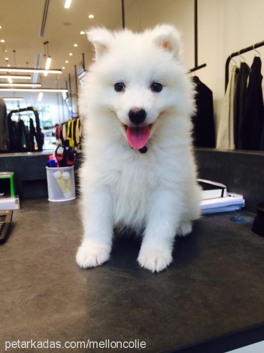 teddy Erkek Samoyed