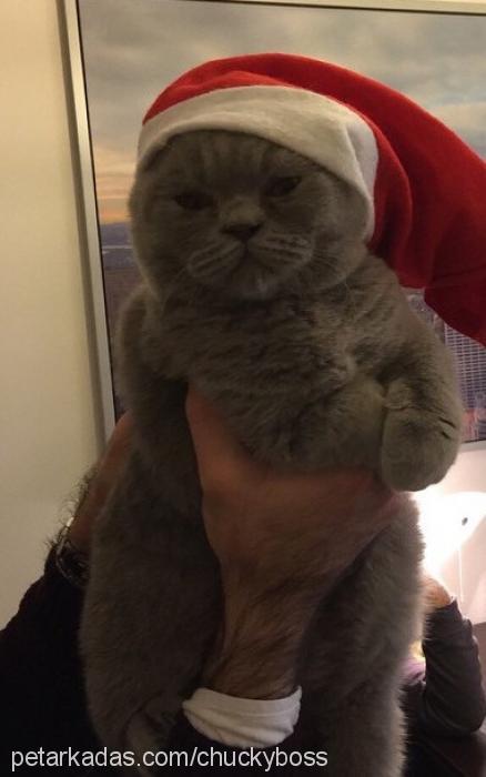 boss Erkek Scottish Fold