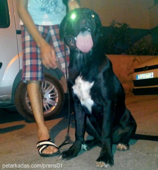 blazeofglory Dişi Cane Corso Italiano