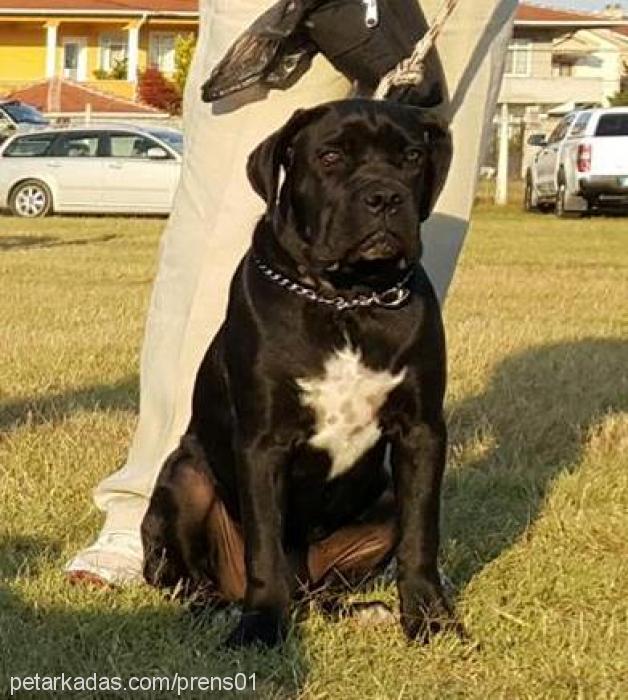 blazeofglory Dişi Cane Corso Italiano