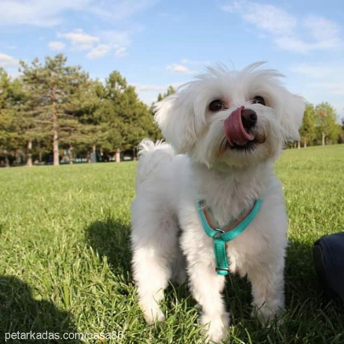 puppy Erkek Maltese