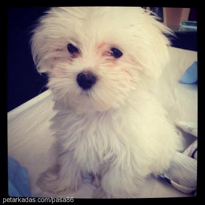 puppy Erkek Maltese