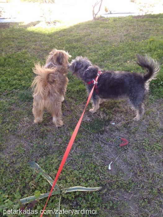 zeytin Dişi Cairn Terrier