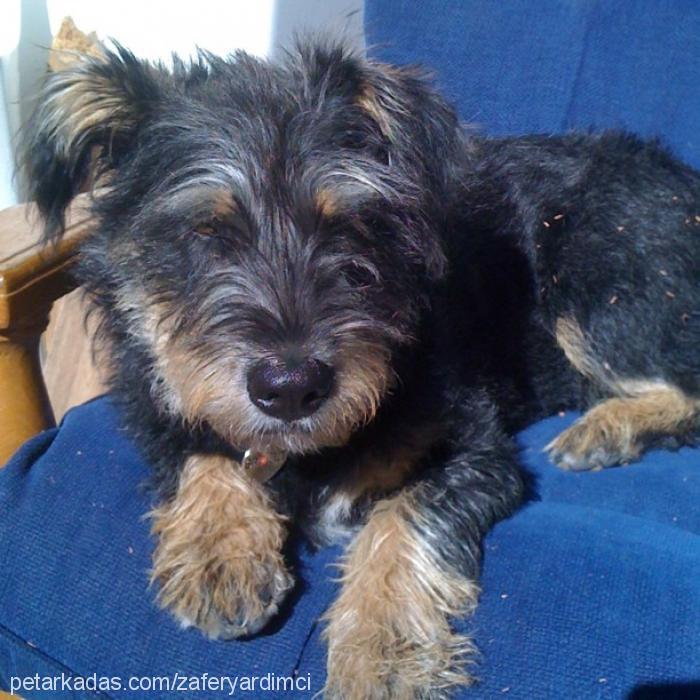 zeytin Dişi Cairn Terrier