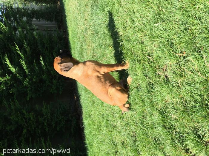 alfa Erkek Cane Corso Italiano