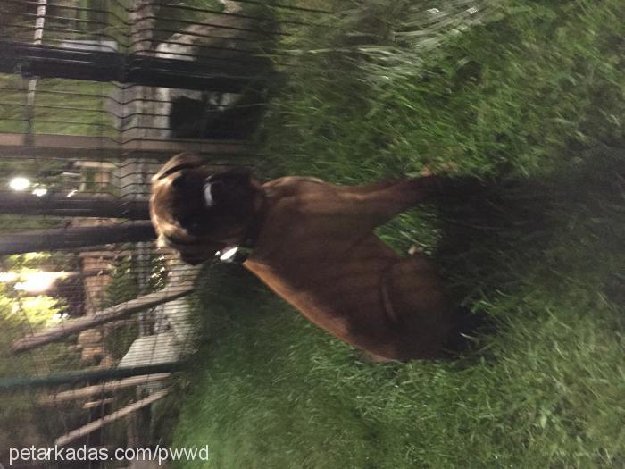 alfa Erkek Cane Corso Italiano