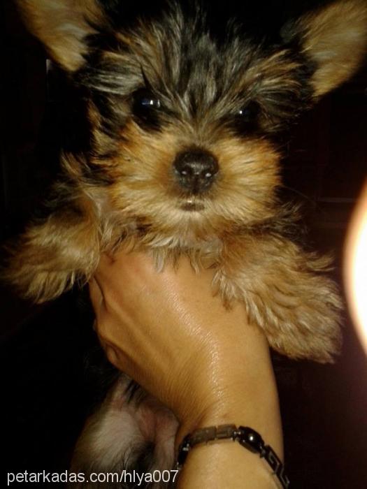 şila Dişi Yorkshire Terrier