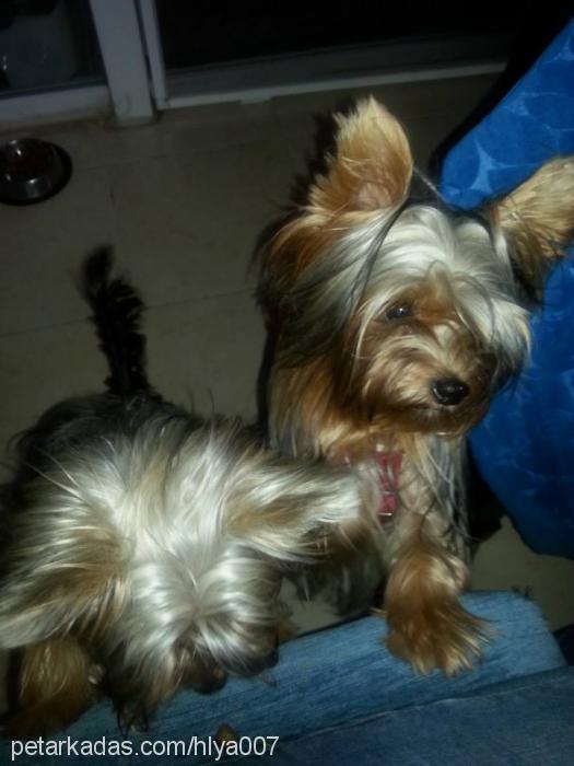 şila Dişi Yorkshire Terrier