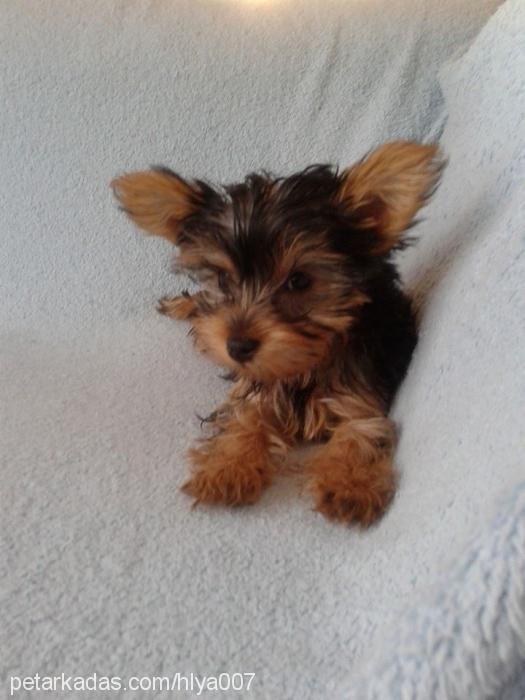 şila Dişi Yorkshire Terrier