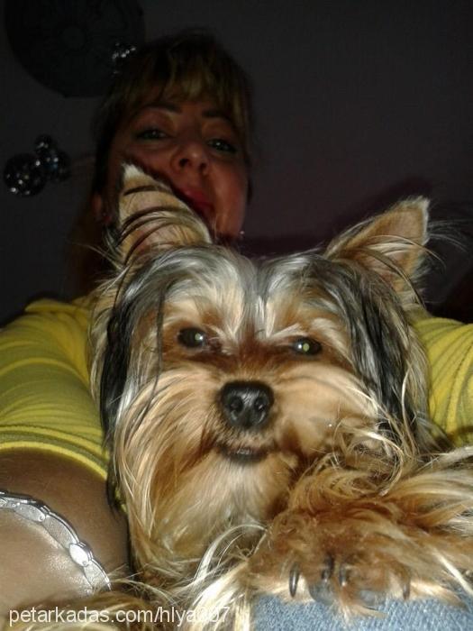 şila Dişi Yorkshire Terrier