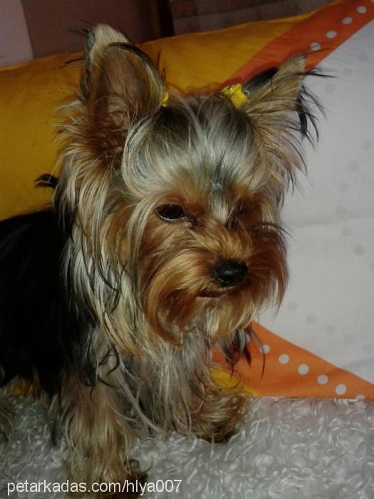 şila Dişi Yorkshire Terrier