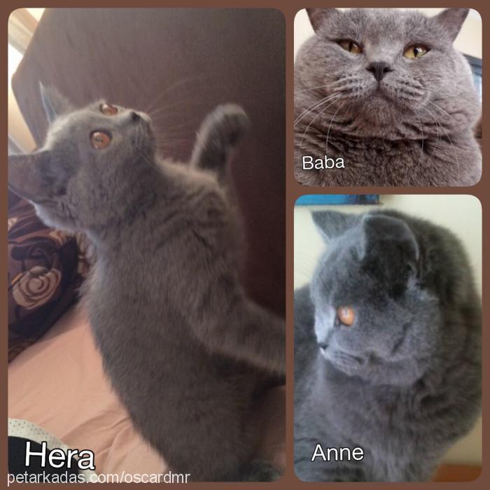 hera Dişi British Shorthair