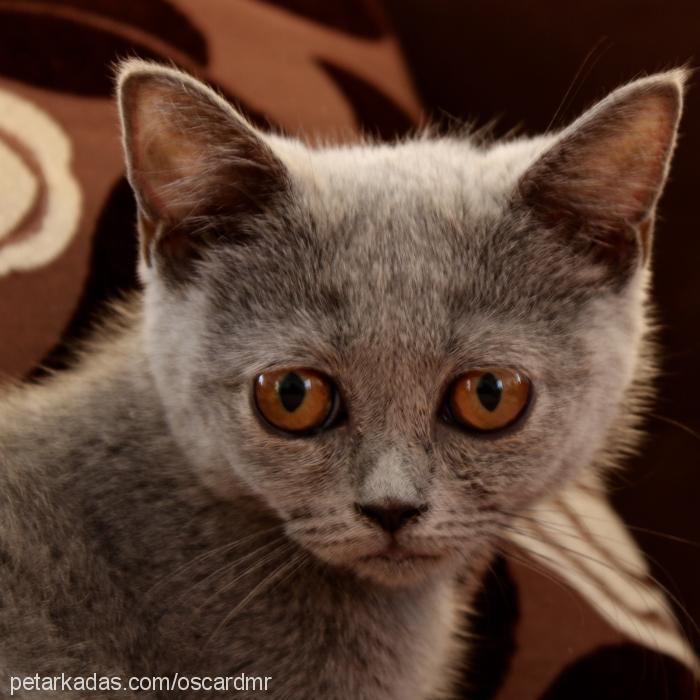 hera Dişi British Shorthair