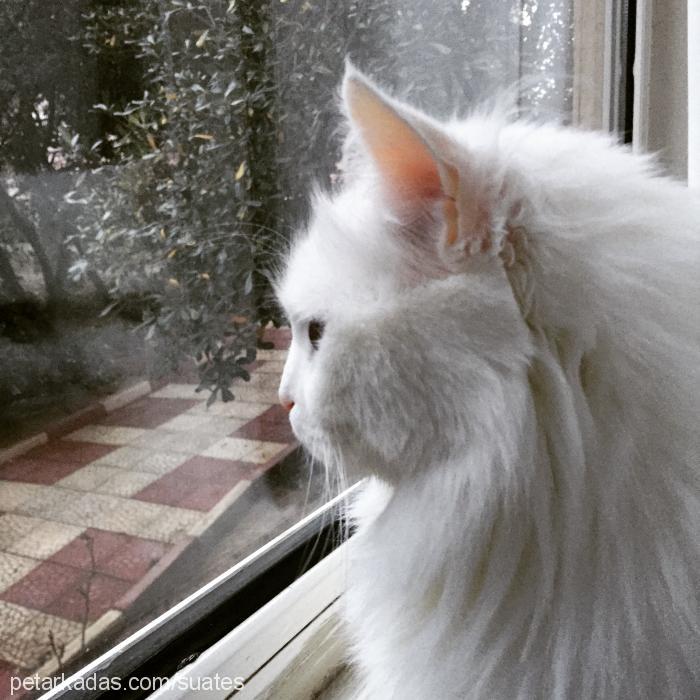 bulut Erkek Ankara Kedisi (Angora)