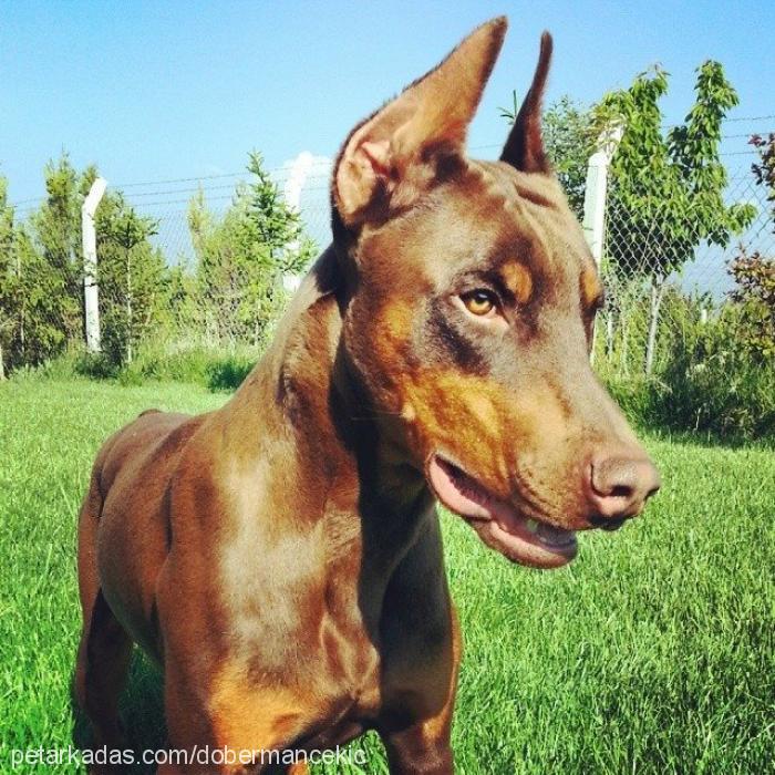 Çekiç Erkek Doberman Pinscher