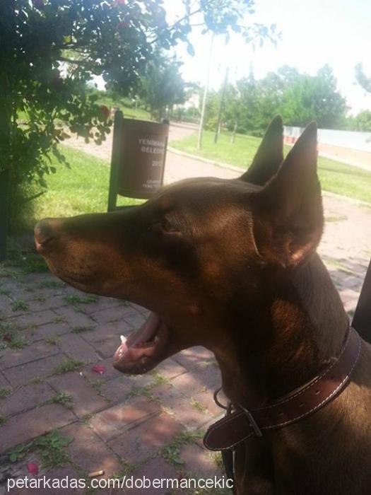 Çekiç Erkek Doberman Pinscher