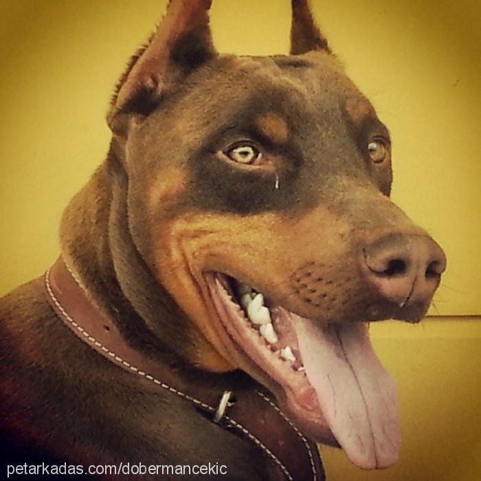 Çekiç Erkek Doberman Pinscher