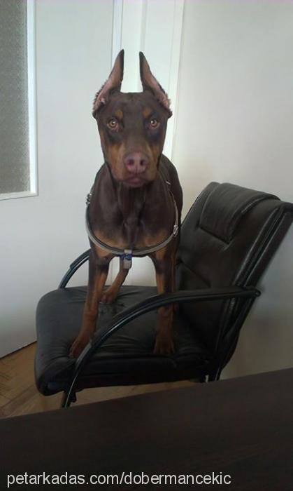 Çekiç Erkek Doberman Pinscher